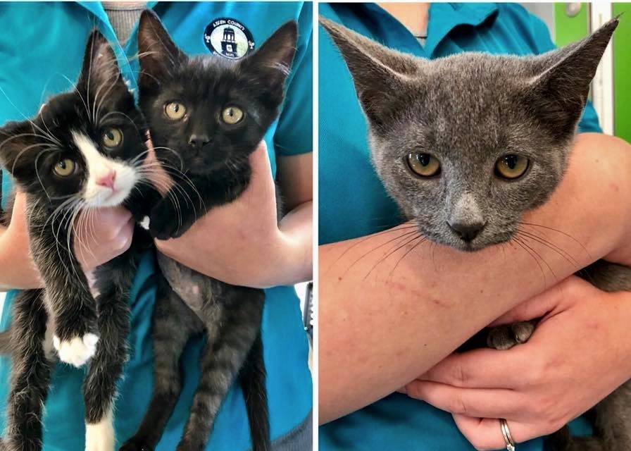 special needs kittens near me
