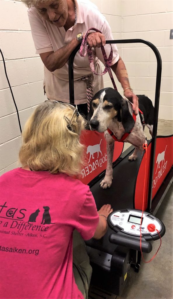 Friends of the Animal Shelter | Aiken, SC