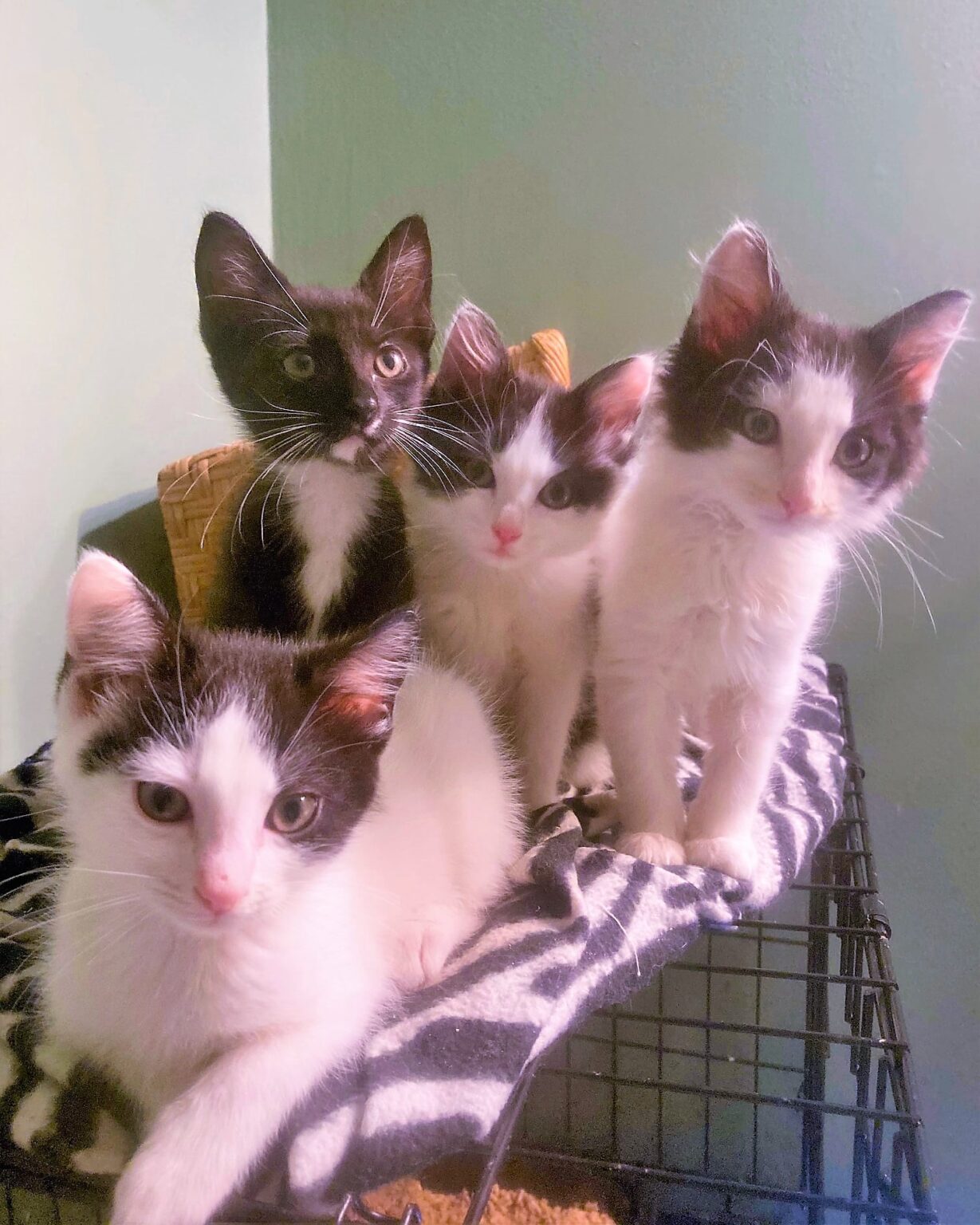 kitten-season-friends-of-the-animal-shelter-aiken-sc