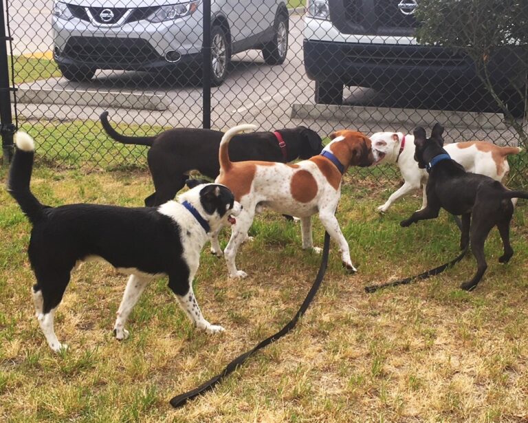 Group Play Can Work Wonders for Shelter Dogs – Friends of the Animal