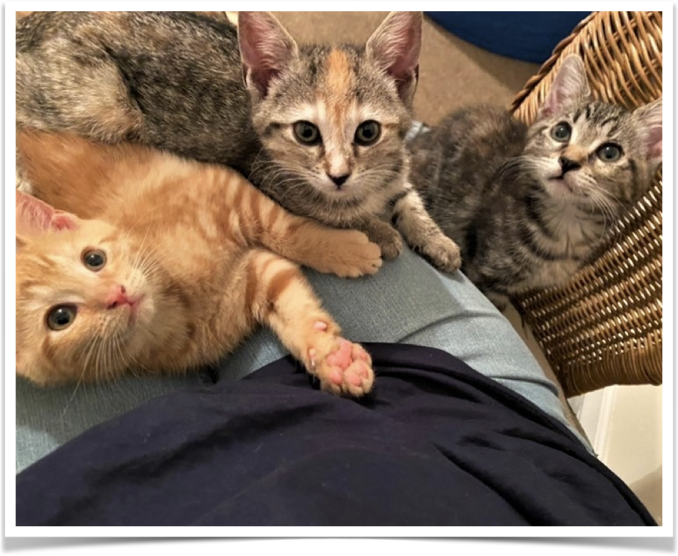 animal shelter kittens