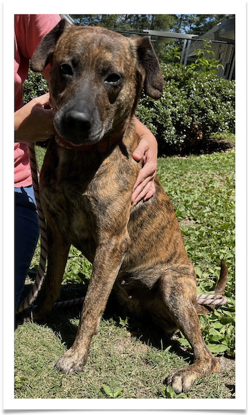 Miracle has a gorgeous brindle coat and desperately needs to find an adopter.