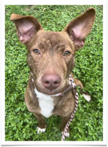 Red brindle Rick is ready for his forever home.