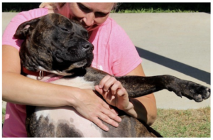 Big Broski is one of the sweetest dogs at the Aiken County Animal Shelter.