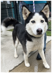 Petite husky Nova is not only beautiful, but also loves playing with other dogs.