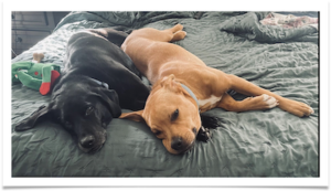 Bobby (right) with his canine mentor.