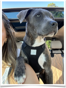 Hendrix loves car rides.