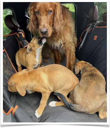 Beth Pratt’s Irish Setter, Max, likes to spend time with the foster puppies she takes in for FOTAS.