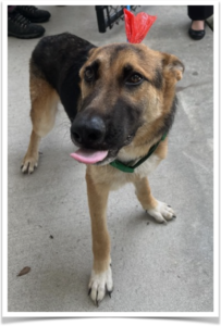 Lil Man is a loving, sweet, petite German Shepherd who needs a good home.