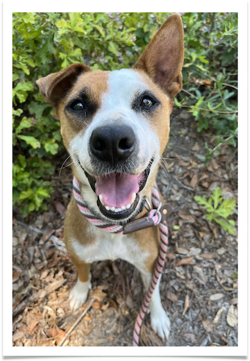 Lucy is one of the smartest dogs at the shelter and she gets along well with other dogs.