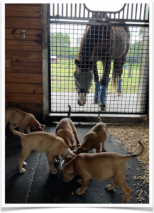 Nick and Sabrina keep the puppies in a stall, and they get playtime with Allie in the paddocks. This is a much better environment for pups than a crowded kennel at the shelter.