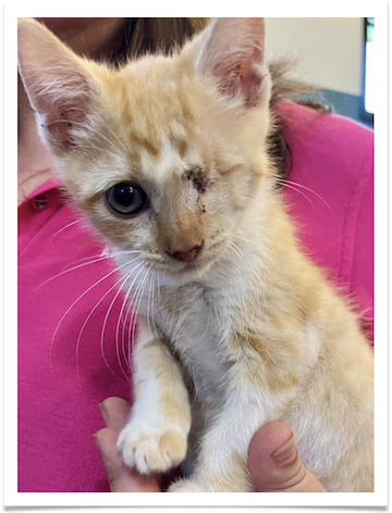 Orphaned stray kittens, like Tang, are vulnerable to upper respiratory infections, which can do irreparable damage to their eyes. Treated when he arrived at the shelter, the vet staff saved one of Tang’s eyes and he was adopted to a loving home.