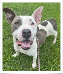 To earn service hours, students can go on “dates” with our friendliest shelter dogs, like Sarah.