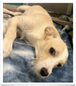 Tippy is a 7-month-old, tan and white, Terrier mix puppy who arrived with a broken pelvis.