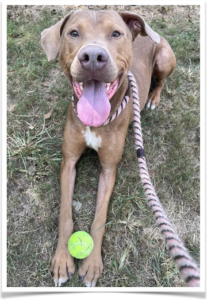 Doberman mix Bruno will make a terrific jogging partner.