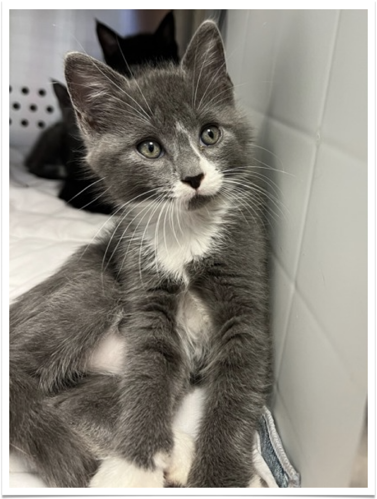 Jack is one of seven kittens fostered by the citizen who found them. They were all adopted from the County Shelter in just two days.