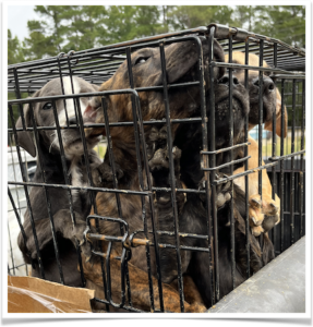 One of the litters arrived, stuffed in a hot, dirty kennel.