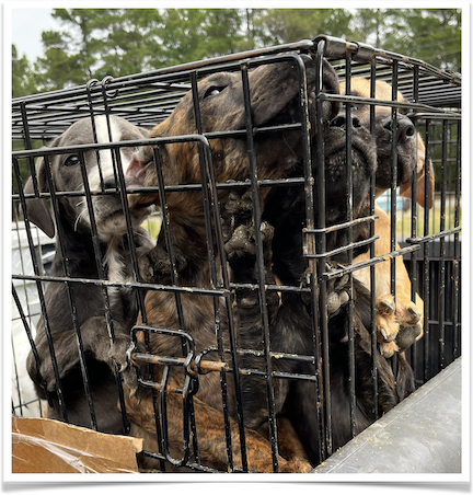 One of the litters arrived, stuffed in a hot, dirty kennel.