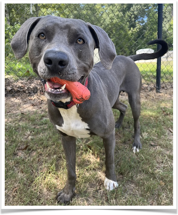 Sampson likes to show off his toys to visitors and is a champion ball fetcher.