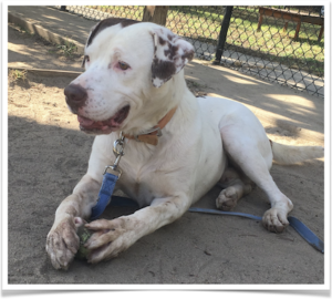 Sonny, a longtime resident of the County Shelter, is one of the sweetest dogs you’ll meet.