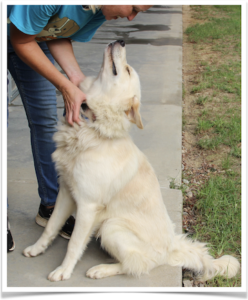 Aiken County Shelter dog smiling up