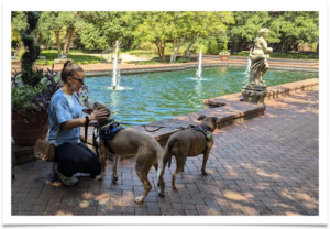 The two dogs love to ride in the car and go on long walks downtown and in local parks.