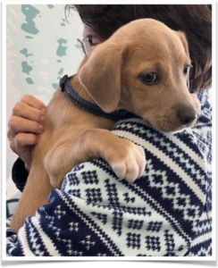 Bindi, found alone and freezing in our donation bin.