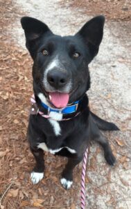 Some dogs, like 2-year-old Dutchess, are scared in a shelter environment, but will become more social once they find a loving home. But new owners must be patient and give their new pets time to adjust to their new surroundings.