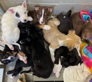 This unwanted litter of puppies was abandoned.